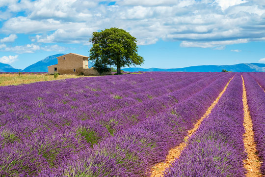 House on the edge of a lavender field in full bloom in early July, Plateau de Valensole, near Valensole, Alpes-de-Haute-Provence, Provence-Alpes-C?te-d'Azur, France