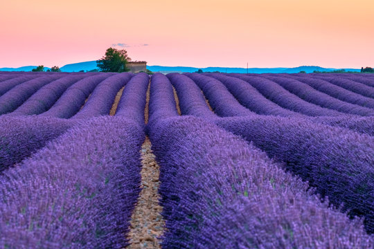 Rows of purple lavender in height of bloom in early July in a field on the Plateau de Valensole at sunset, near Valensole, Provence-Alpes-C?te d'Azur, France