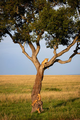 Lion in Tre Chased by Cubs