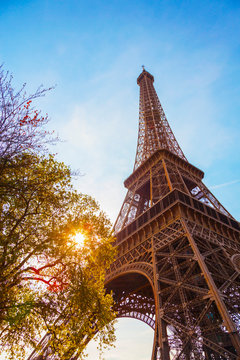 France, Paris, Eiffel Tower, sun behind tree