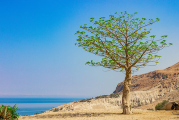 Fototapeta na wymiar lonely green tree on edge of high cliff south dry sunny nature scenery landscape photography from Middle East region 