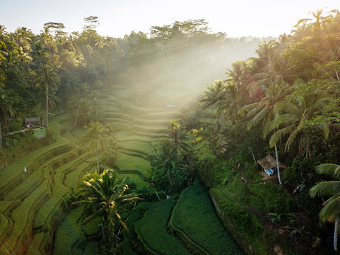 Aerial view of rice paddy fields
