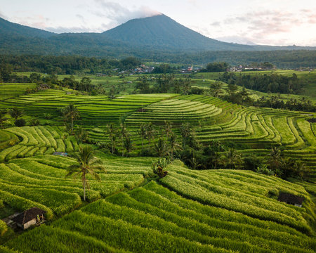 Aerial View of Jatiluwih Rice Terraces, Tabanan, Bali, Indonesia