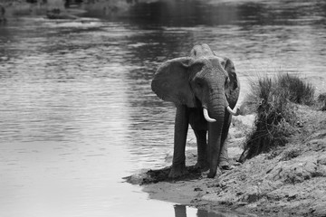 African elephant coming out of river, Masai Mara