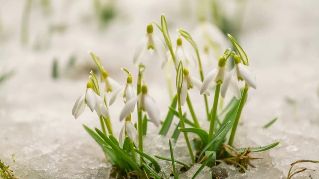 White snowdrop flowers blooming in green meadow and snow melting in spring time lapse