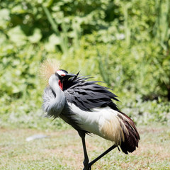 Grue royale (Balearica regulorum) au plumage coloré et la tête surmontée de plumes dorées