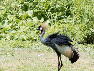 Grue royale (Balearica regulorum) au plumage coloré et la tête surmontée de plumes dorées