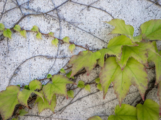 detail of Virginia creeper on wall