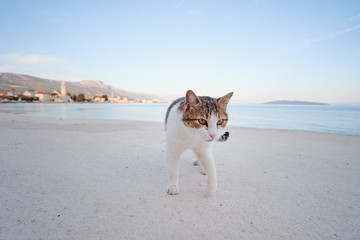 Cute cat  sitting on sea promenade.