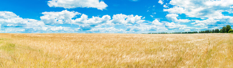 A large golden wheat field. Cumulus on a clear blue sky. Green forest on the horizon. Beautiful nature. The concept of cleanliness. Natural plants. Agricultural business. Large panorama. © Valentin Kundeus