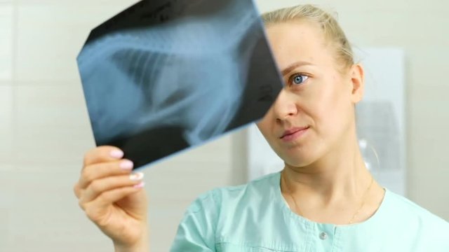 Veterinarian examining x-ray picture of dog