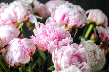 bouquet of peons on a black background