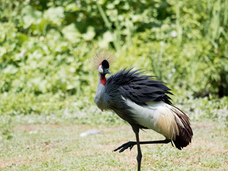 Fototapeta premium Grey crowned crane (Balearica regulorum)