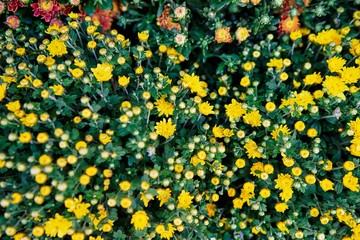 A bouquet of beautiful chrysanthemum flowers outdoors. Chrysanthemums in the flower shop.