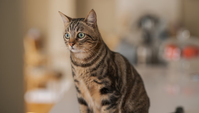 Beautiful short hair cat sitting on white table at home