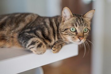 Beautiful short hair cat lying on white table at home