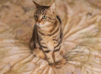 Beautiful short hair cat lying on the bed at home