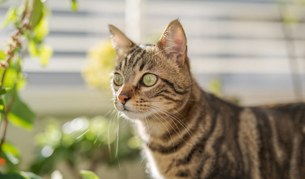 Beautiful short hair cat playing with plants at the garden on a sunny day at home