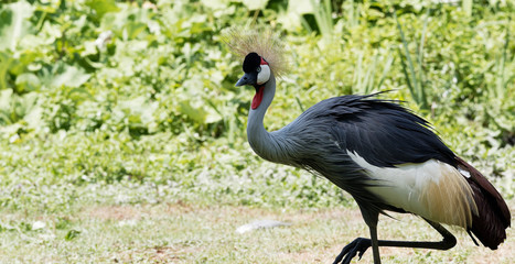 Grey crowned crane (Balearica regulorum) with golden feathers on head