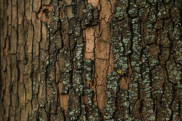 Tree bark surface as background