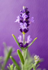 lavender flower on lavender background