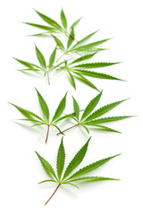 Marijuana cannabis leaves.