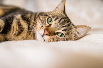Obraz premium Beautiful short hair cat lying on the bed at home