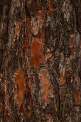 Tree bark surface as background