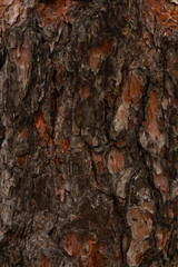 Tree bark surface as background