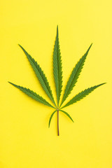 Fototapeta na wymiar Marijuana cannabis leaf.