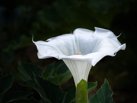Datura wrightii, Sacred datura flower on dark background, large upright white trumpet shape. Poisonous but very beautiful.