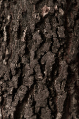 Tree bark surface as background
