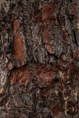 Tree bark surface as background