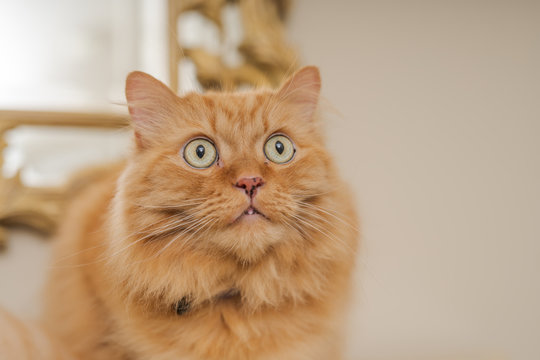Beautiful ginger long hair cat sitting on table at home