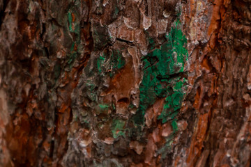 Tree bark surface as background