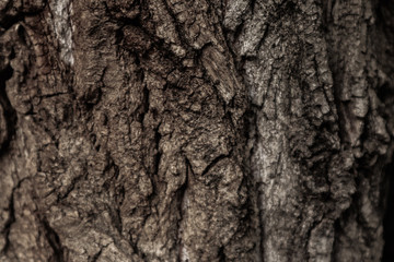 Tree bark surface as background