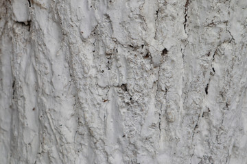 Tree bark surface as background