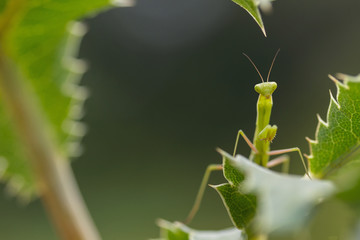 Young praying mantis waiting on a leaf.