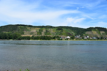 Rheintal bei Andernach im Sommer