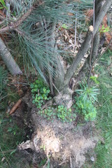 squirrel in the forest