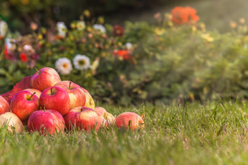 apples gathered in a heap on the grass, harvest apples, sunlight, free space