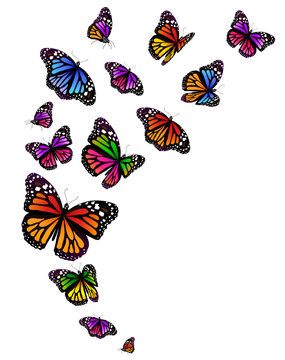 butterflies set isolated on a white