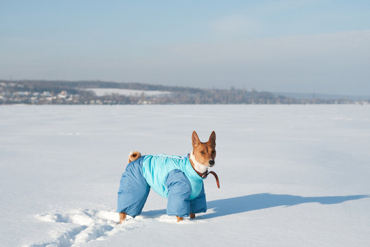 Adult basenji in funny dog costume in the snow