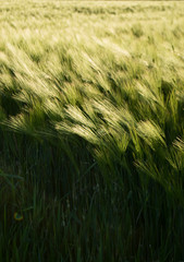 Feld &Auml;hren Gerste