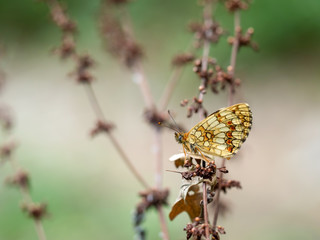 Melitaea nevadensis, Fritillary butterfly in natural environment. Europe.