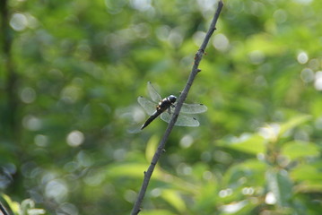 SONY DSC
