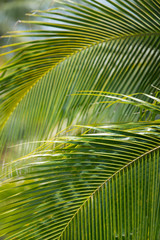 Obraz na płótnie Canvas Summertime background tropical palm tree fronds