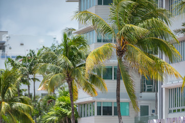 Miami Beach deco architecture and tropical palm tree fronds
