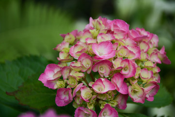 Beautiful pink-green hydrangea flowers close-up on a lush bush in the garden