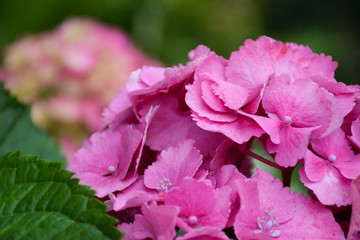  Bright pink hydrangea flowers with green leaves in the garden on a blurred background.